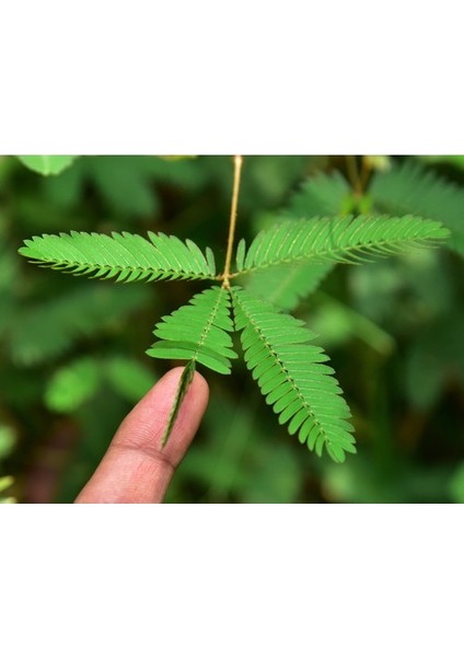 Küstüm Çiçeği (Mimosa Pudica)