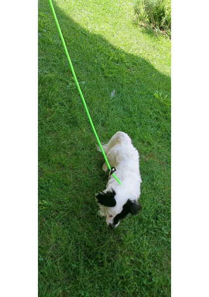 Köpek gezdirme kayışı boyun tasmalı halat yeşil deri kapamalı zımbalı kalınlık:8mm uzunluk:120cm tasma: ayarlamalı dog leash TB2-8