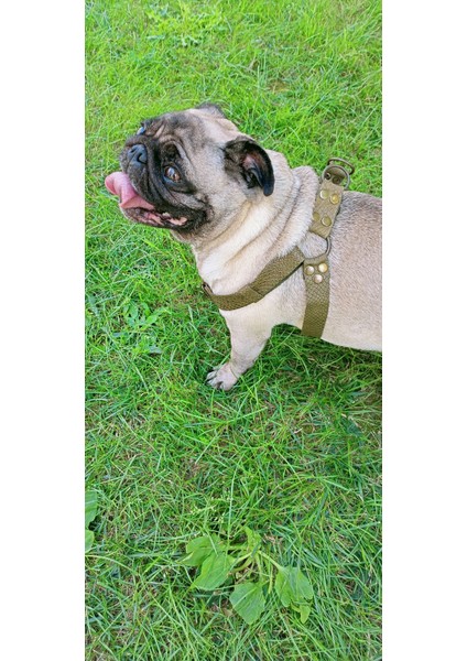 Köpek göğüs tasması küçük ırk hakiki deri kabartmalı genişlik:2,5cm göğüs ölçüsü:40-60cm ayarlamalı dog harness GT1-13