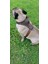 Köpek göğüs tasması hakiki deri küçük ırk kahverengi göğüs ölçüsü.:40-70 cm ayarlamalı boyun ölçüs:22-40cm dog harness GT1-10 4