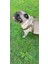 Köpek göğüs tasması küçük ırk hakiki deri kabartmalı genişlik:2,5cm göğüs ölçüsü:40-60cm ayarlamalı dog harness GT1-13 5