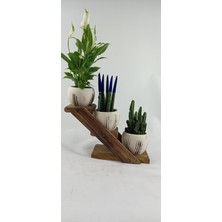 Bitki Tasarımı Terracota Model Çoklu Kaktüs Saksısı Beyaz No 4