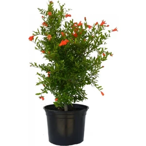 Süs Narı Bodur Nar Punica Granatum, Saksıda