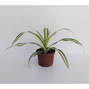 Kurdele Çiçeği 1 Adet Chlorophytum Kurdela Çiçeği Salon Bitkisi Salon Çiçeği Iç Mekan Süs Bitkisi