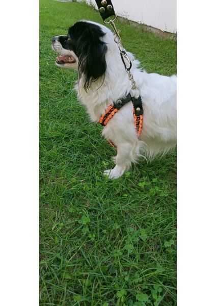 Köpek göğüs tasması küçük ırk hakiki deri kapamalı paracort örgü göğüs ölçüsü:25-60cm ayarlamalı dog harness GT2-11 fırsatları