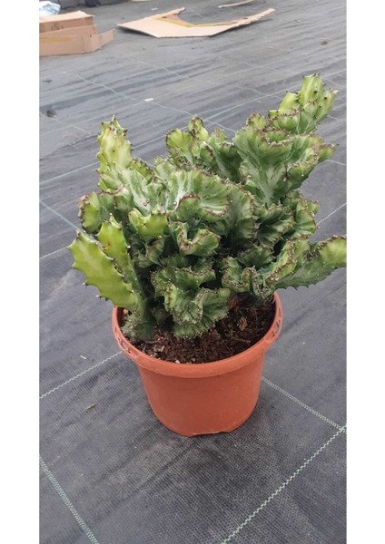 Özel Tür Kaktüs Euphorbia Lactea Cristata Tepeli Sütleğen Salon Bitkisi