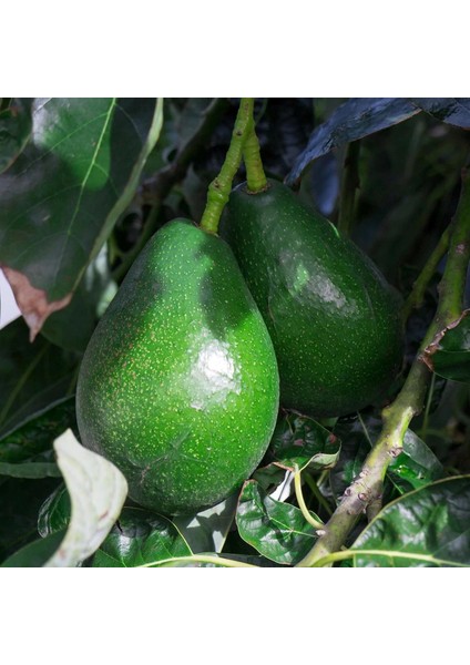 Iri Meyveli Bacon Avokado Fidanı Tüplü Aşılı 3 Yaş (90-110 Cm)