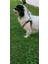 Köpek göğüs tasması küçük ırk hakiki deri kapamalı paracort örgü göğüs ölçüsü:25-60cm ayarlamalı dog harness GT2-11 4