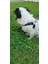 Köpek göğüs tasması küçük ırk paracort örgü göğüs ölçüsü:25-60cm ayarlamalı dog harness GT2-13 5