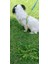Köpek göğüs tasması gezdirme kayışlı takım küçük ırk kolon genişlik:1,5cm kalınlık:3mm göğüs ölçüsü:25-45cm gezdirme kayışı:120cm dog harness TB3-2 5