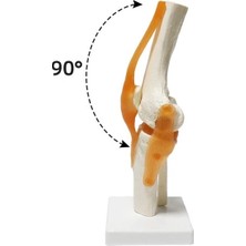 Fizyopol Omurga Diz Maketi Model