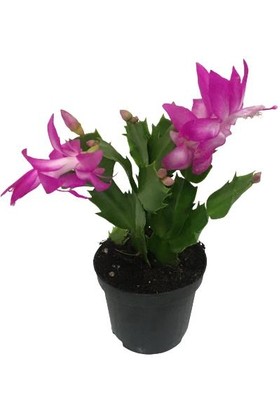 Armenbotanik Schlumbergera - Yılbaşı Çiçeği (Pembe Renk)