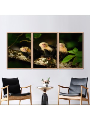 Kayra Export 3 Parçalı Naturel Çerçeveli Kanvas Tablo, Şempanze Kanvas Dekor, Maymun Kanvas Sanatı,