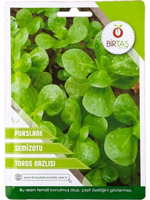 Vipfoni Semizotu Tohumu