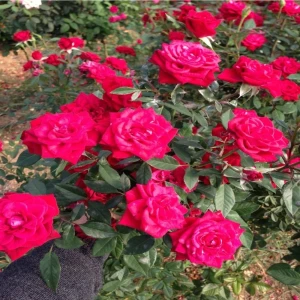 Tüplü Gül Fidanı Nar Çiçeği Aşılı Gül Fidanı Kokulu Yediveren Sarmaşık