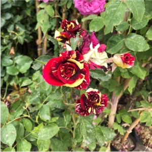 Tüplü Sihirbaz Baston Gül Fidanı Rosa Abrakadabra