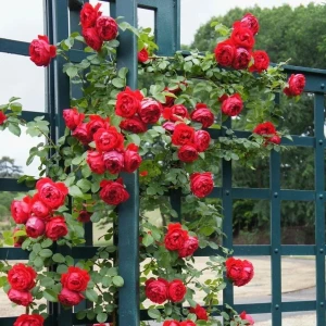 5 Adet Tüplü Gül Fidanı Kırmızı Aşılı Gül Fidanı Kokulu Yediveren Sarmaşık