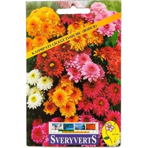 Bodur Kasımpatı Çiçeği Tohumu