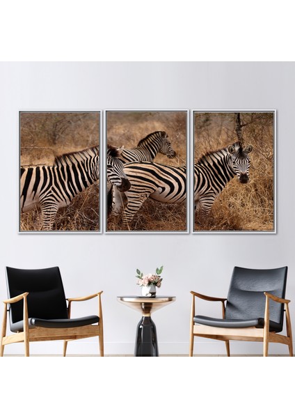 3 Parçalı Beyaz Çerçeveli Kanvas Tablo, Safari Peyzajı Kanvas Sanatı, Üç Zebra Sanat Eseri,