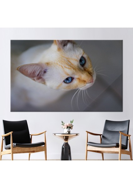 1 Parça Kanvas Tablo, Kedi Fotoğraf Baskısı, Kedi Fotoğrafı 3 Boyutlu Kanvas,