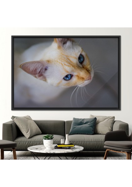 1 Parça Siyah Çerçeveli Kanvas Tablo, Kedi Fotoğraf Baskısı, Kedi Sevgilisi Hediyesi Kanvas Poster, fiyatları