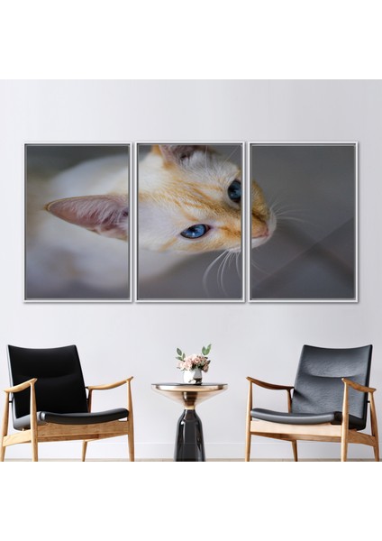 3 Parçalı Beyaz Çerçeveli Kanvas Tablo, Kedi Fotoğraf Baskısı, Kedi Kanvas, Hayvan Kanvas Poster,