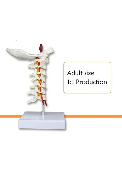 Omurga Boyun Maketi Model