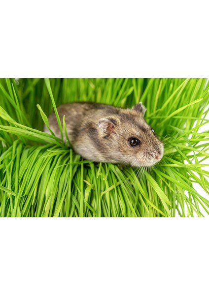Hamster Çim Seti Paket Kedi Çimi & Otu Seti Buğday Arpa Yulaf Karışım Ek Vitamin Tüy Yumağı Engeller modelleri