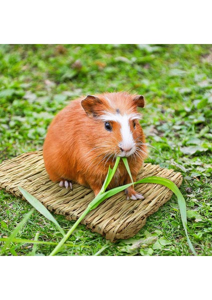 Hamster Çim Seti Paket Kedi Çimi & Otu Seti Buğday Arpa Yulaf Karışım Ek Vitamin Tüy Yumağı Engeller indirimleri