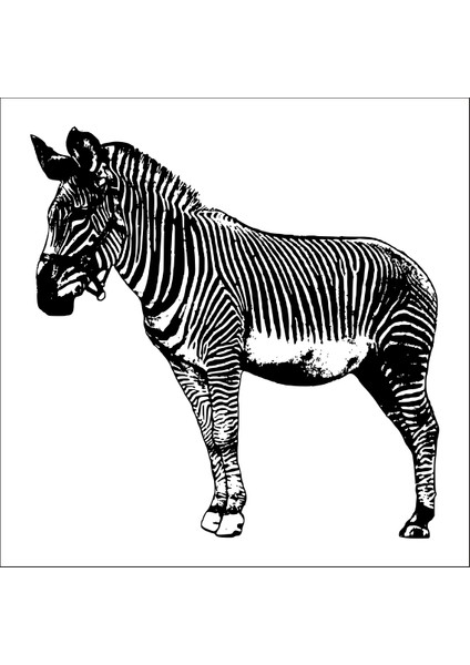 Zebra Folyo Sticker 30CM Uzunluk