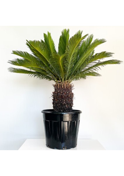 SİKAS - Cycas Revoluta - Japon Sago Palmiyesi - Gövde Boyu 25-30 cm