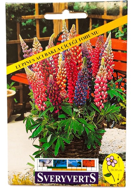 Lupinus Acı Bakla Çiçeği Tohumu