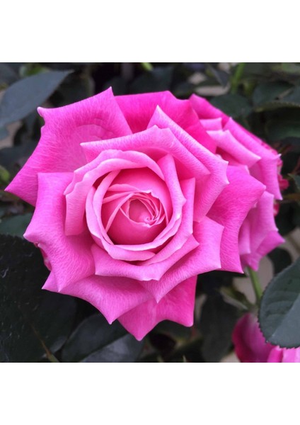2 Adet Tüplü Pembe Gül Fidanı ( Yediveren )