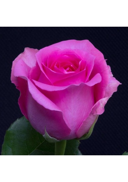 2 Adet Tüplü Pembe Gül Fidanı ( Yediveren )