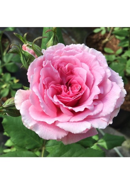 3 Adet Tüplü Sarmaşık Gül Fidanı Isparta Gülü Rosa Rampicanti