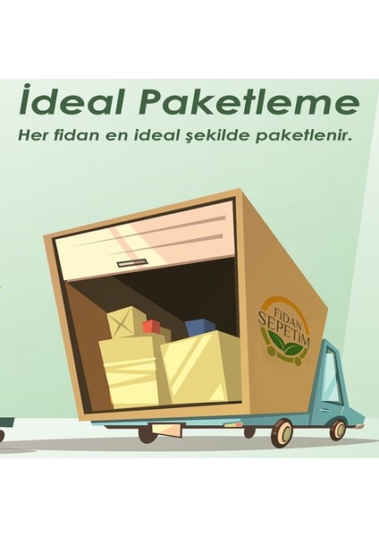 Fidan Sepetim 4 Yaş Feijoa Fidanı (Kaymak Ağacı-Acca Sellowiana)