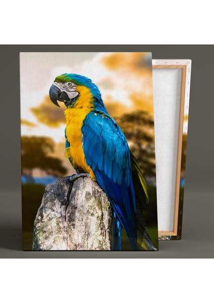 Macaw Papağanı Renkli Güzel Kuş Kanvas Tablo