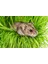Hamster Çim Seti Paket Kedi Çimi & Otu Seti Buğday Arpa Yulaf Karışım Ek Vitamin Tüy Yumağı Engeller 3