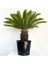 SİKAS - Cycas Revoluta - Japon Sago Palmiyesi - Gövde Boyu 25-30 cm 1