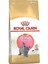 British Shorthair Kitten Yavru Kedi Maması 2 kg 1