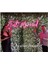 Just Married Neon LED Aydınlatma 1