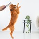 Tüy Açıcı Kedi Köpek Tarağı Tek Taraflı Metal Dişli Evcil Hayvan Bakım Fırçası