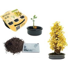 Toptancı Kapında Bonsai Fıstık Çamı Ekim Kiti