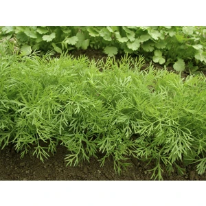 Paşa Tohumculuk dereotu Tohumu 25 Gr