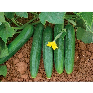 Paşa Tohumculuk hıyar Tohumu - Beith Alpha 25 Gr