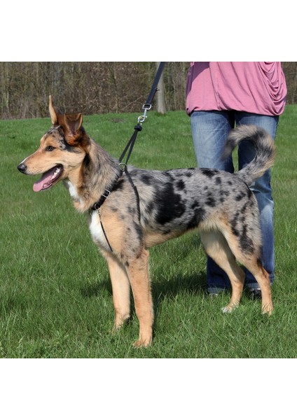 Köpek Yürüme Eğitim Tasması S2736Cm/20Mm fiyatları