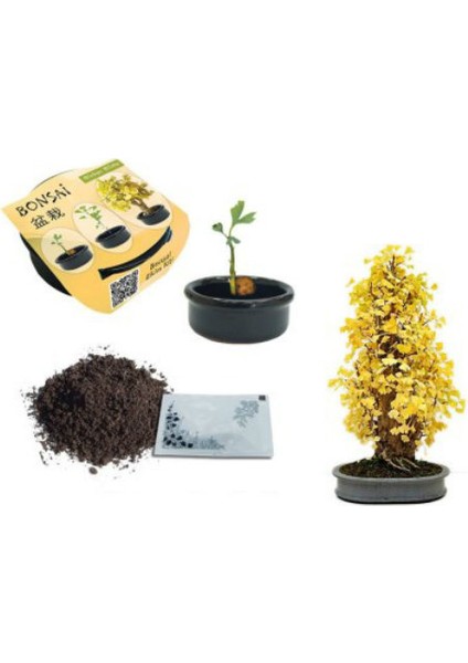 Toptancı Kapında Bonsai Fıstık Çamı Ekim Kiti