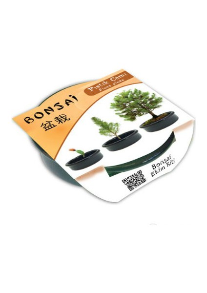 Toptancı Kapında Bonsai Fıstık Çamı Ekim Kiti