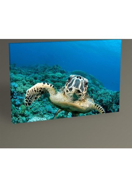 Deniz Kaplumbağası Tablo 30 x 20 cm