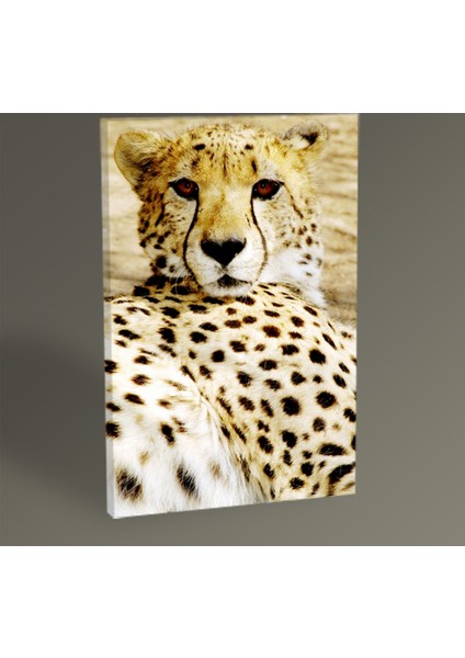 Cheetah Tablo 30 x 20 cm